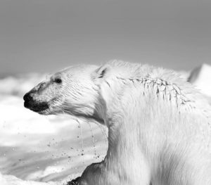 Artico orso polare cambiamenti climatici eos Pleiadi